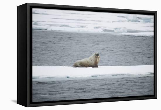 Walrus-DLILLC-Framed Premier Image Canvas