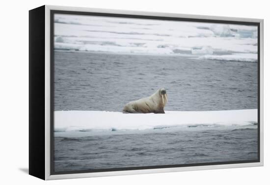 Walrus-DLILLC-Framed Premier Image Canvas