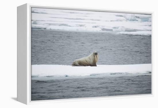 Walrus-DLILLC-Framed Premier Image Canvas