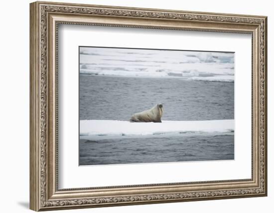 Walrus-DLILLC-Framed Photographic Print