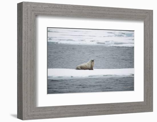 Walrus-DLILLC-Framed Photographic Print