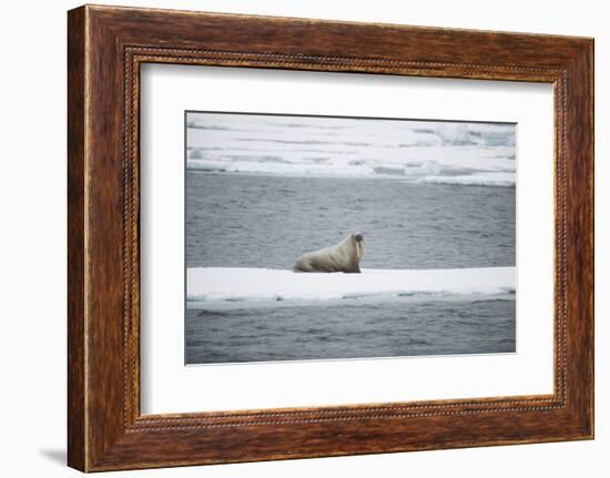 Walrus-DLILLC-Framed Photographic Print