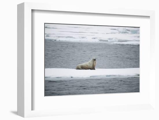 Walrus-DLILLC-Framed Photographic Print