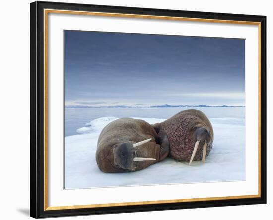 Walruses lying on ice-Paul Souders-Framed Photographic Print