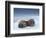 Walruses lying on ice-Paul Souders-Framed Photographic Print