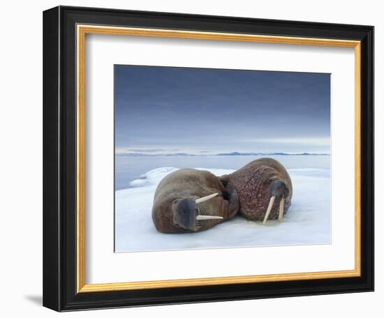 Walruses lying on ice-Paul Souders-Framed Photographic Print