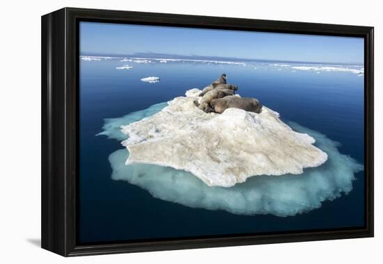 Walruses on Iceberg, Hudson Bay, Nunavut, Canada-Paul Souders-Framed Premier Image Canvas