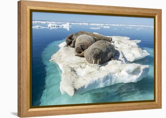 Walruses on Iceberg, Hudson Bay, Nunavut, Canada-Paul Souders-Framed Premier Image Canvas