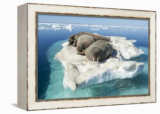 Walruses on Iceberg, Hudson Bay, Nunavut, Canada-Paul Souders-Framed Premier Image Canvas