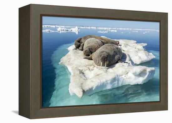 Walruses on Iceberg, Hudson Bay, Nunavut, Canada-Paul Souders-Framed Premier Image Canvas