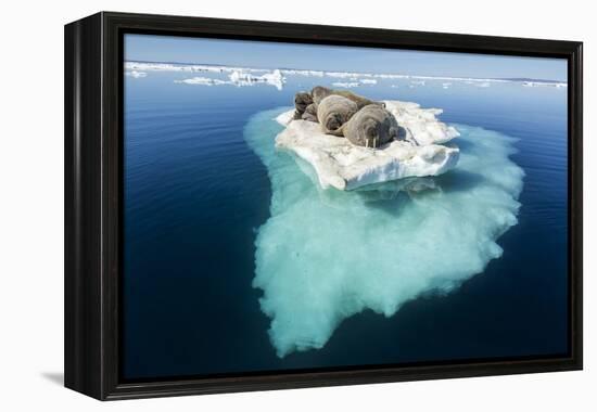 Walruses on Iceberg, Hudson Bay, Nunavut, Canada-Paul Souders-Framed Premier Image Canvas
