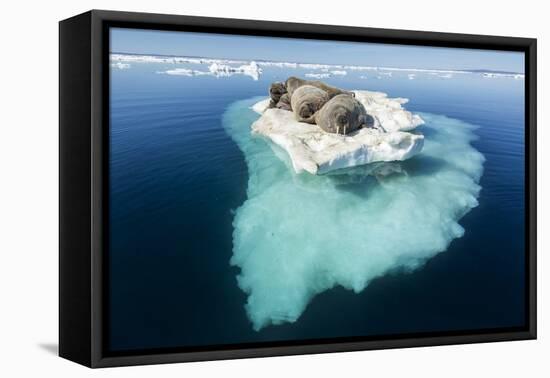 Walruses on Iceberg, Hudson Bay, Nunavut, Canada-Paul Souders-Framed Premier Image Canvas