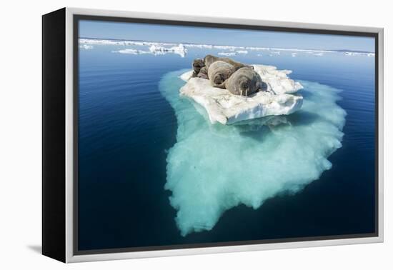 Walruses on Iceberg, Hudson Bay, Nunavut, Canada-Paul Souders-Framed Premier Image Canvas