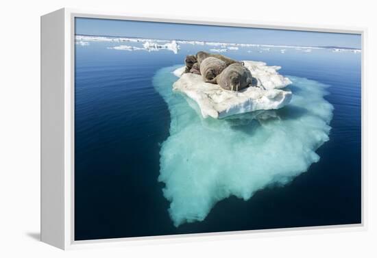 Walruses on Iceberg, Hudson Bay, Nunavut, Canada-Paul Souders-Framed Premier Image Canvas