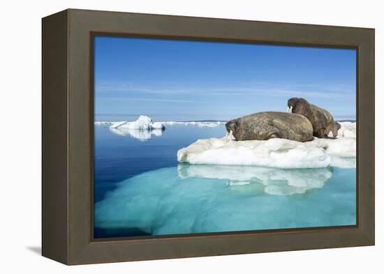 Walruses on Iceberg, Hudson Bay, Nunavut, Canada-Paul Souders-Framed Premier Image Canvas