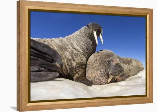 Walruses on Iceberg, Hudson Bay, Nunavut, Canada-Paul Souders-Framed Premier Image Canvas