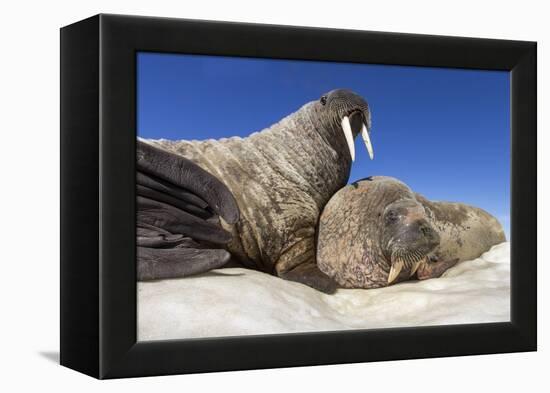 Walruses on Iceberg, Hudson Bay, Nunavut, Canada-Paul Souders-Framed Premier Image Canvas