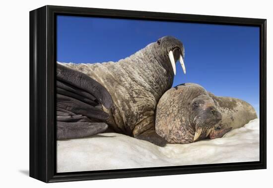 Walruses on Iceberg, Hudson Bay, Nunavut, Canada-Paul Souders-Framed Premier Image Canvas