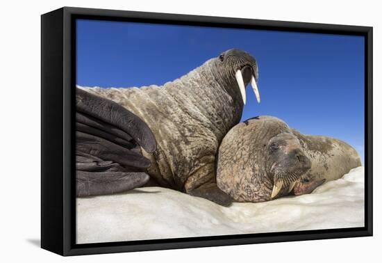 Walruses on Iceberg, Hudson Bay, Nunavut, Canada-Paul Souders-Framed Premier Image Canvas