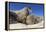 Walruses on Iceberg, Hudson Bay, Nunavut, Canada-Paul Souders-Framed Premier Image Canvas