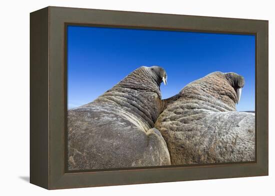 Walruses on Iceberg, Hudson Bay, Nunavut, Canada-Paul Souders-Framed Premier Image Canvas