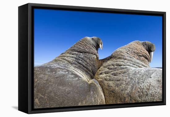 Walruses on Iceberg, Hudson Bay, Nunavut, Canada-Paul Souders-Framed Premier Image Canvas