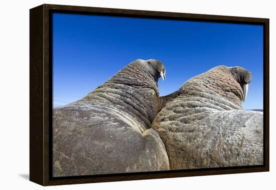 Walruses on Iceberg, Hudson Bay, Nunavut, Canada-Paul Souders-Framed Premier Image Canvas