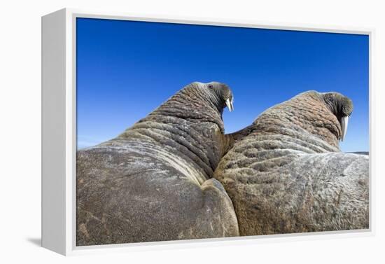 Walruses on Iceberg, Hudson Bay, Nunavut, Canada-Paul Souders-Framed Premier Image Canvas