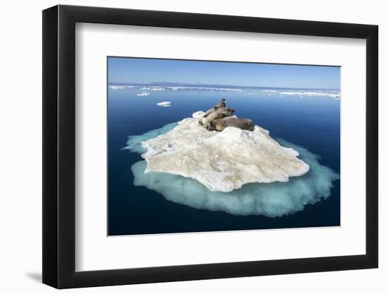 Walruses on Iceberg, Hudson Bay, Nunavut, Canada-Paul Souders-Framed Photographic Print