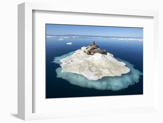 Walruses on Iceberg, Hudson Bay, Nunavut, Canada-Paul Souders-Framed Photographic Print