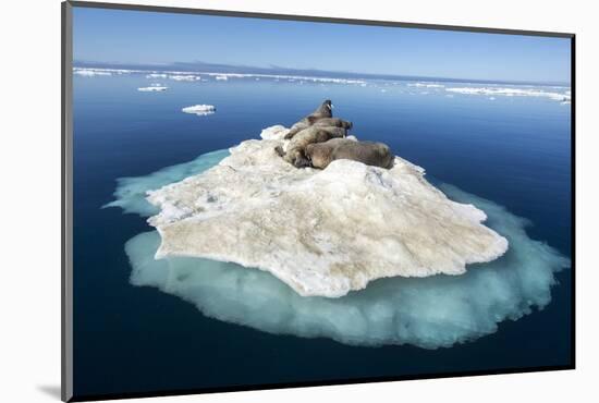 Walruses on Iceberg, Hudson Bay, Nunavut, Canada-Paul Souders-Mounted Photographic Print