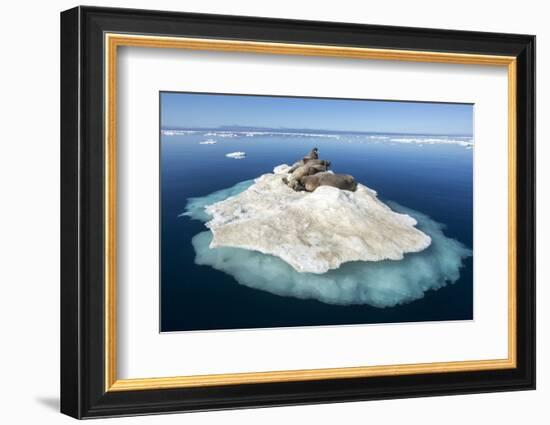 Walruses on Iceberg, Hudson Bay, Nunavut, Canada-Paul Souders-Framed Photographic Print