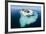 Walruses on Iceberg, Hudson Bay, Nunavut, Canada-Paul Souders-Framed Photographic Print