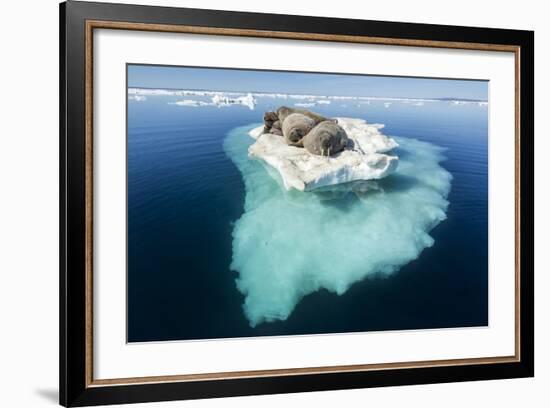 Walruses on Iceberg, Hudson Bay, Nunavut, Canada-Paul Souders-Framed Photographic Print