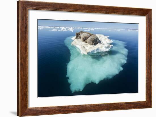 Walruses on Iceberg, Hudson Bay, Nunavut, Canada-Paul Souders-Framed Photographic Print