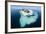 Walruses on Iceberg, Hudson Bay, Nunavut, Canada-Paul Souders-Framed Photographic Print