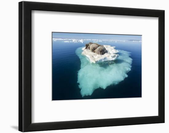 Walruses on Iceberg, Hudson Bay, Nunavut, Canada-Paul Souders-Framed Photographic Print