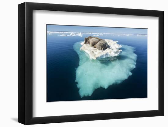 Walruses on Iceberg, Hudson Bay, Nunavut, Canada-Paul Souders-Framed Photographic Print