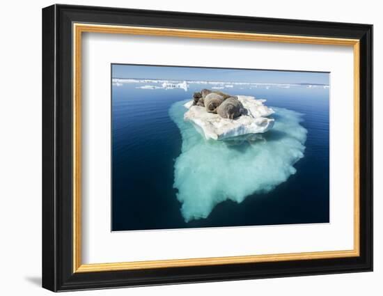 Walruses on Iceberg, Hudson Bay, Nunavut, Canada-Paul Souders-Framed Photographic Print