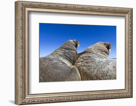 Walruses on Iceberg, Hudson Bay, Nunavut, Canada-Paul Souders-Framed Photographic Print