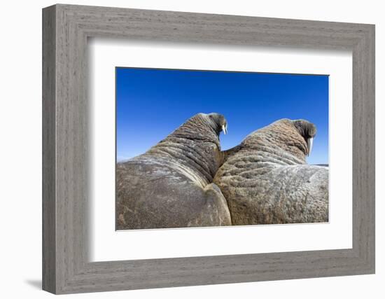 Walruses on Iceberg, Hudson Bay, Nunavut, Canada-Paul Souders-Framed Photographic Print