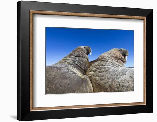 Walruses on Iceberg, Hudson Bay, Nunavut, Canada-Paul Souders-Framed Photographic Print