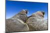 Walruses on Iceberg, Hudson Bay, Nunavut, Canada-Paul Souders-Mounted Photographic Print