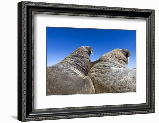 Walruses on Iceberg, Hudson Bay, Nunavut, Canada-Paul Souders-Framed Photographic Print