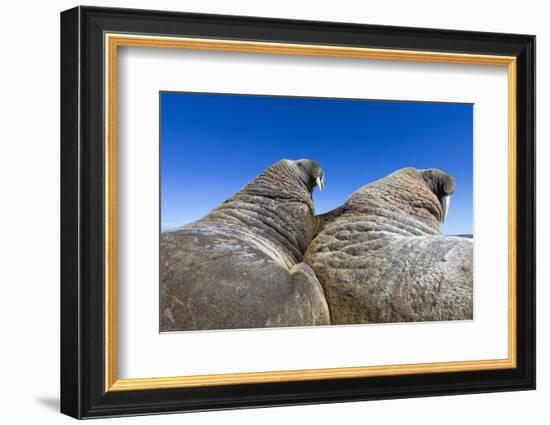 Walruses on Iceberg, Hudson Bay, Nunavut, Canada-Paul Souders-Framed Photographic Print