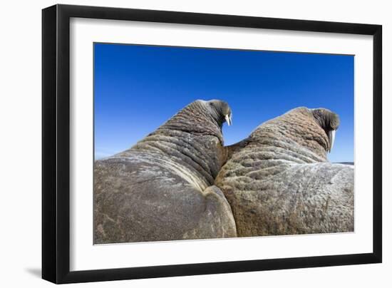 Walruses on Iceberg, Hudson Bay, Nunavut, Canada-Paul Souders-Framed Photographic Print