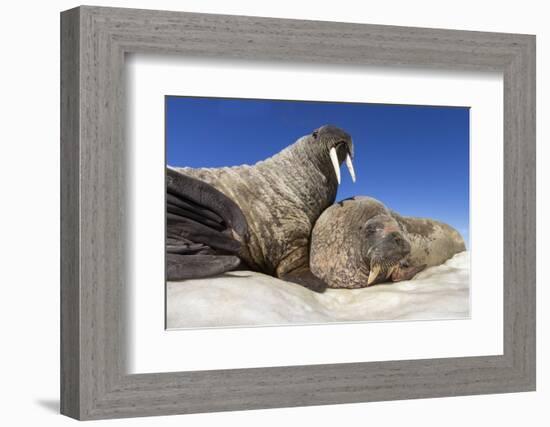 Walruses on Iceberg, Hudson Bay, Nunavut, Canada-Paul Souders-Framed Photographic Print