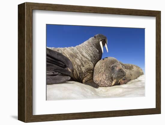 Walruses on Iceberg, Hudson Bay, Nunavut, Canada-Paul Souders-Framed Photographic Print