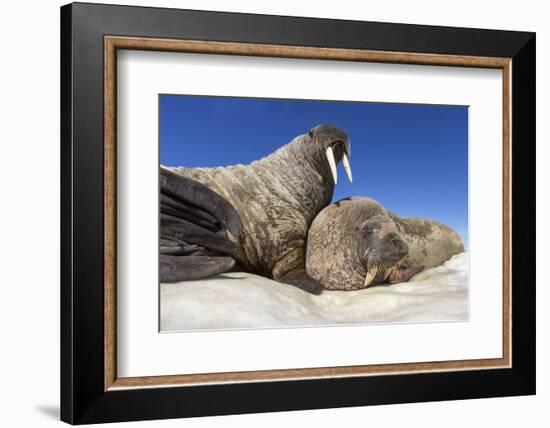 Walruses on Iceberg, Hudson Bay, Nunavut, Canada-Paul Souders-Framed Photographic Print