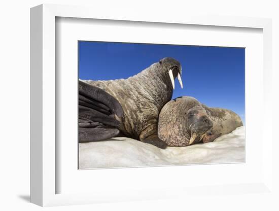 Walruses on Iceberg, Hudson Bay, Nunavut, Canada-Paul Souders-Framed Photographic Print